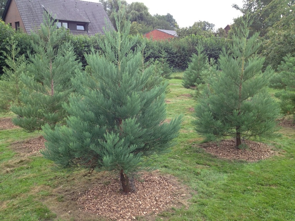 baum1